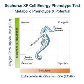 Seahorse XFp Cell Energy Phenotype Test Kit | Agilent