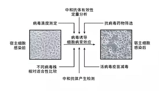 新型冠状病毒肺炎 Covid 19 疫苗研究领域的合作 安捷伦