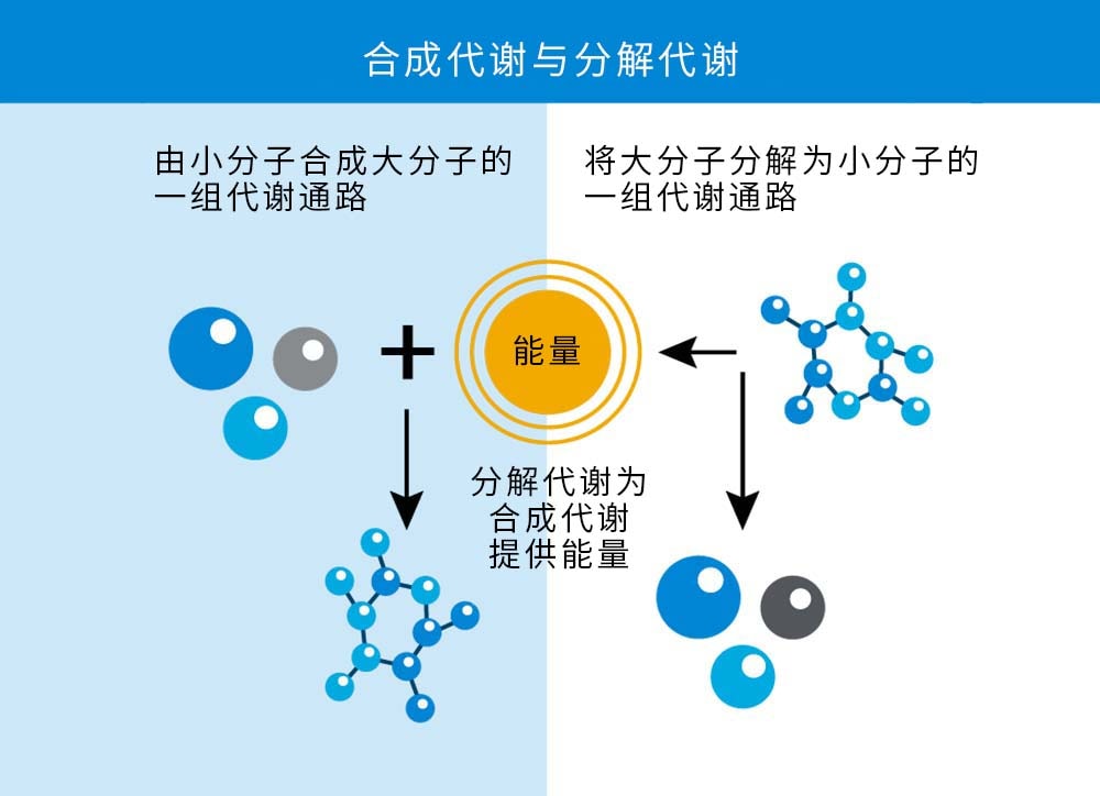 合成代谢与分解代谢