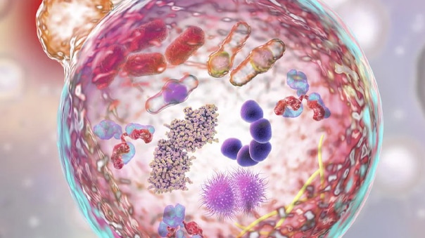 Learning About the Mitochondrial Role in a Lysosomal Storage Neurodegenerative Disorder