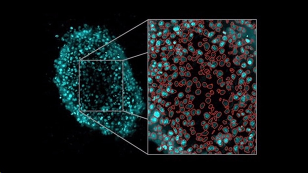 Resources for conducting 3D cell proliferation assays