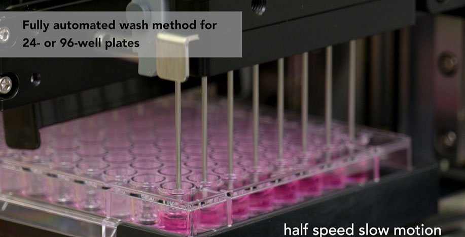 Optimizing Cell Migration Scratch Assays with Effective Post-Scratch Microplate Washing