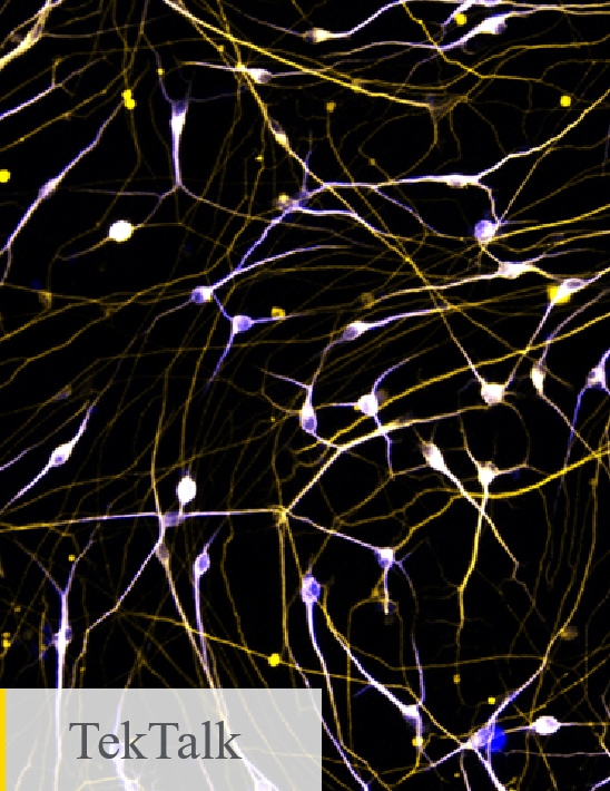 Neurobiology Cell Analysis