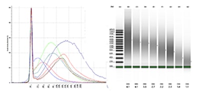 FFPE gDNA samples of varying integrity separated on a TapeStation system using the Genomic DNA ScreenTape assay