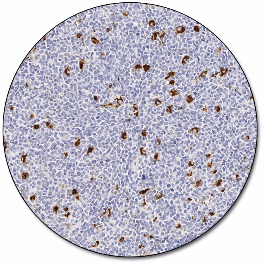 CD68 Antibody (Concentrate) | Agilent