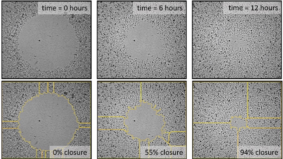 Cell Exclusion Zone Assay Agilent